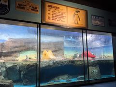 -海合安武汉极地海洋公园