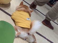 -逗柴咖啡屋·狗咖猫咖宠物桌游