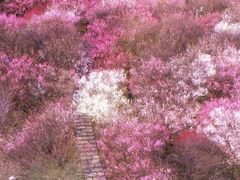 -南湖湿地公园