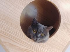 -啵啵喵·猫咖(攀华国际店)