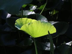 -莲湖公园