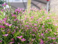 -深圳市中科院仙湖植物园