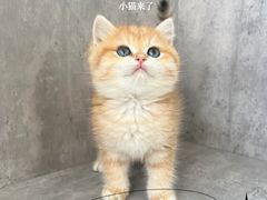 -小猫来了·猫舍(红山六九七九店)