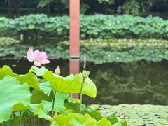 -陈家山荷花公园