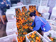 -双福水果批发市场