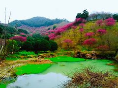 -新建村梅花