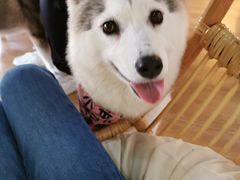 -Husky Go! 哈士奇体验馆·宠物咖啡厅狗咖