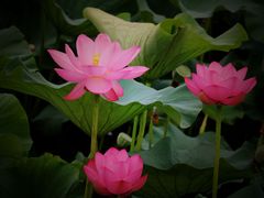 -聚龙湖公园