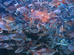 -成都浩海立方海洋公园