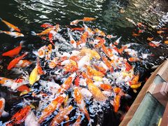 -南宫五洲植物乐园