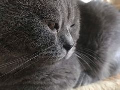 -Meowの猫咖(万家丽店)