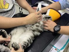 -瑞派动物医院·猫专科·至诚(江南中分院)