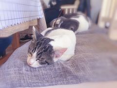 -海边的猫和咖啡馆