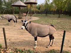 -大连森林动物园