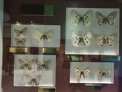 -上海昆虫博物馆