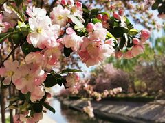 -海棠花溪(元大都城垣遗址公园)