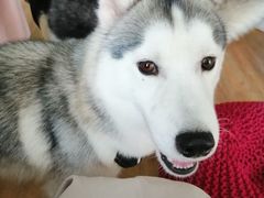 -Husky Go! 哈士奇体验馆·宠物咖啡厅狗咖