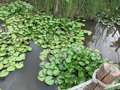 -池杉湖湿地公园