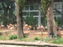火烈鸟-北京动物园