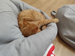 -唐小姐の私宠·宠物洗护美容·撸猫馆·购宠(周浦万达旗舰店)