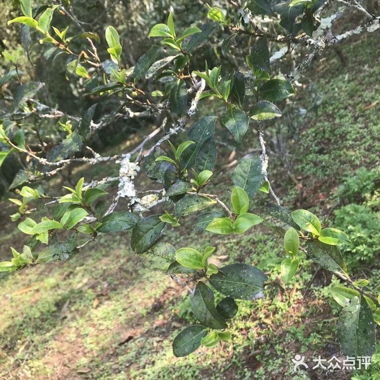 倚邦曼拱猫耳朵小叶种茶