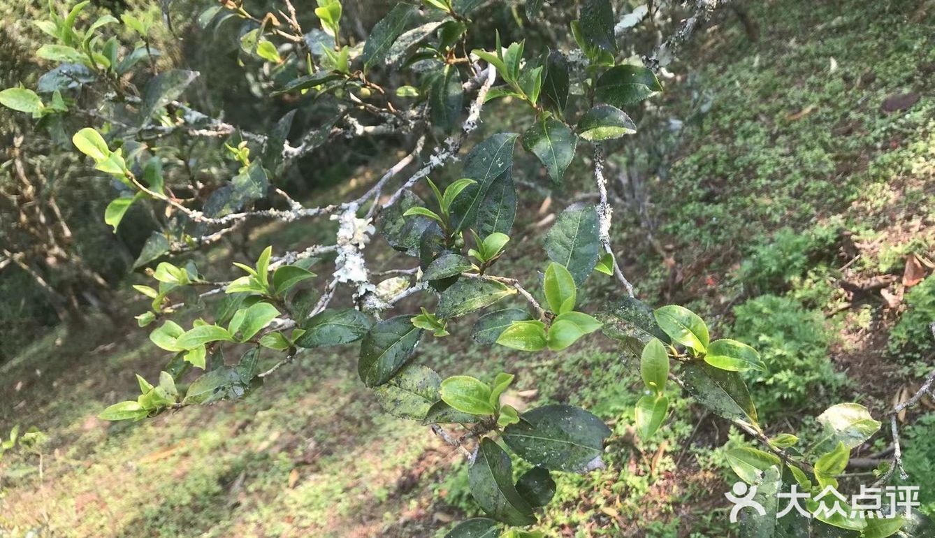 倚邦曼拱猫耳朵小叶种茶