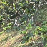 倚邦曼拱猫耳朵小叶种茶