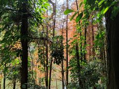 -深圳仙湖植物园