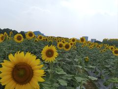 -光明小镇欢乐田园