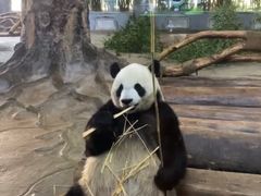 -海南热带野生动植物园