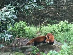 -都江堰中华大熊猫苑