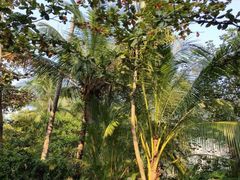 -三亚珠江南田温泉度假区