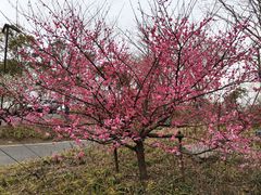 -广富林郊野公园