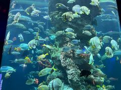 -芜湖新华联大白鲸海洋公园
