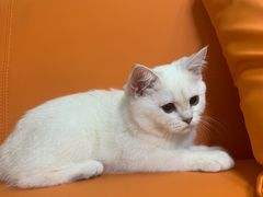 -lincat·猫舍(广州店)