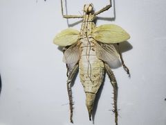 -上海昆虫博物馆