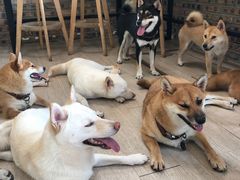 -柴犬高等学院·狗咖·柴犬售卖·宠物训练