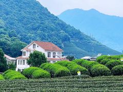 -龙坞茶村
