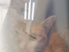 -艾贝尔宠物医院 ·中兽医·宠保定点(北门桥店)