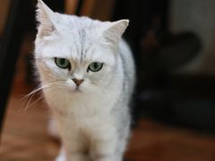 -猫友咖啡店(玉林西路店)