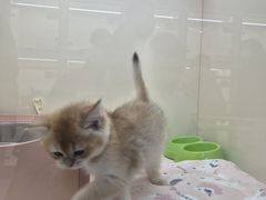 -哈尔滨道外花鸟鱼市场