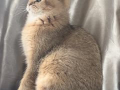 -喵zoo家庭繁育猫舍(尖东智能花园店)