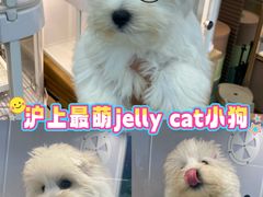 -翊宠yipet猫狗购宠庄园犬舍•猫舍