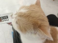 -喵园·猫主题咖啡厅·撸猫·猫咖(国贸店)