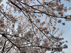 -古柏渡飞黄旅游区