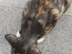 -小猫来了·猫舍(红山六九七九店)