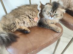 -共舞时光猫咖·狗咖(新街口店)