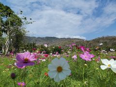 -三亚南山文化旅游区