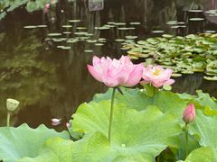 -陈家山荷花公园