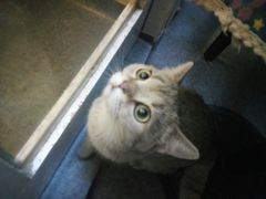 -猫色咖啡·猫咖